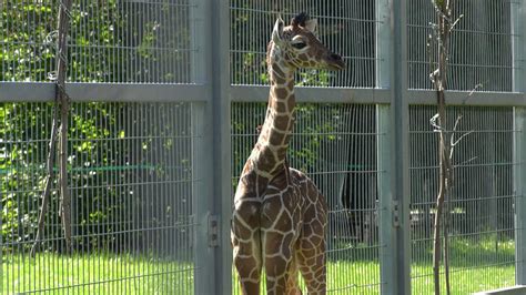 Poznajcie malutką żyrafę. Urodziła się w zoo w Chorzowie 